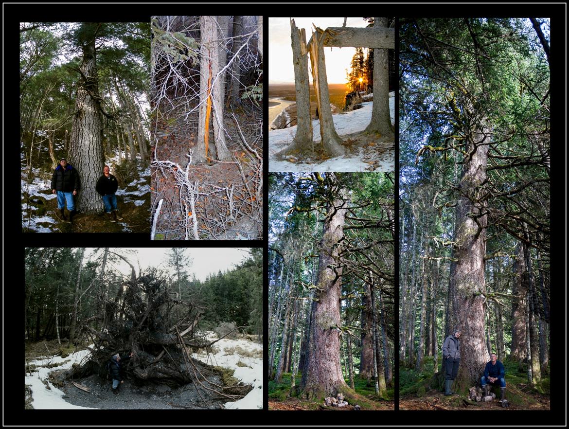 Sitka Spruce trees