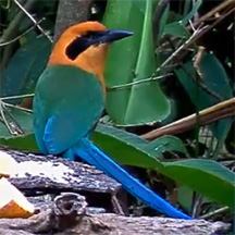 Watch Panama birds